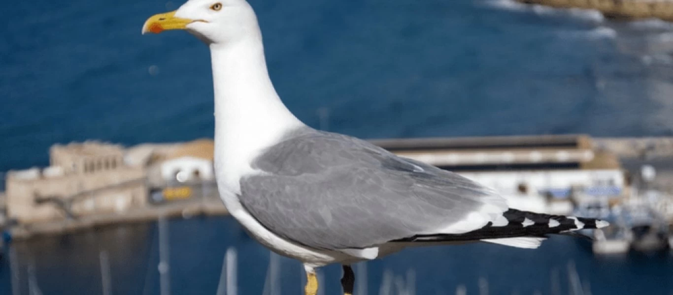 Μόλις δείτε αυτό θα χάσετε πάσα ιδέα για τους γλάρους! Καταπίνει ολόκληρο... λαγό